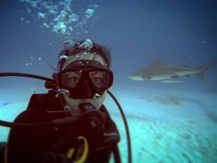 Mergulho com tubarões-touro